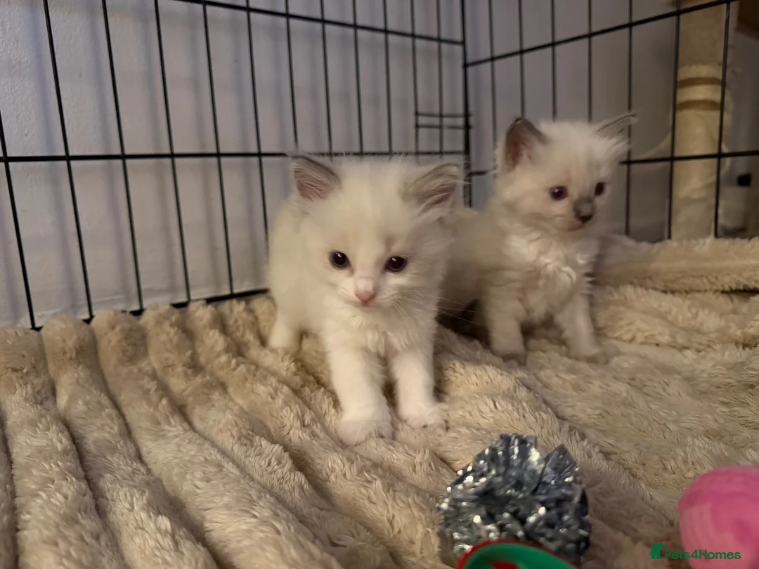 Ragdoll cats for sale: 🐾 Beautiful Ragdoll Kittens For Sale 🐾 - Advert 5