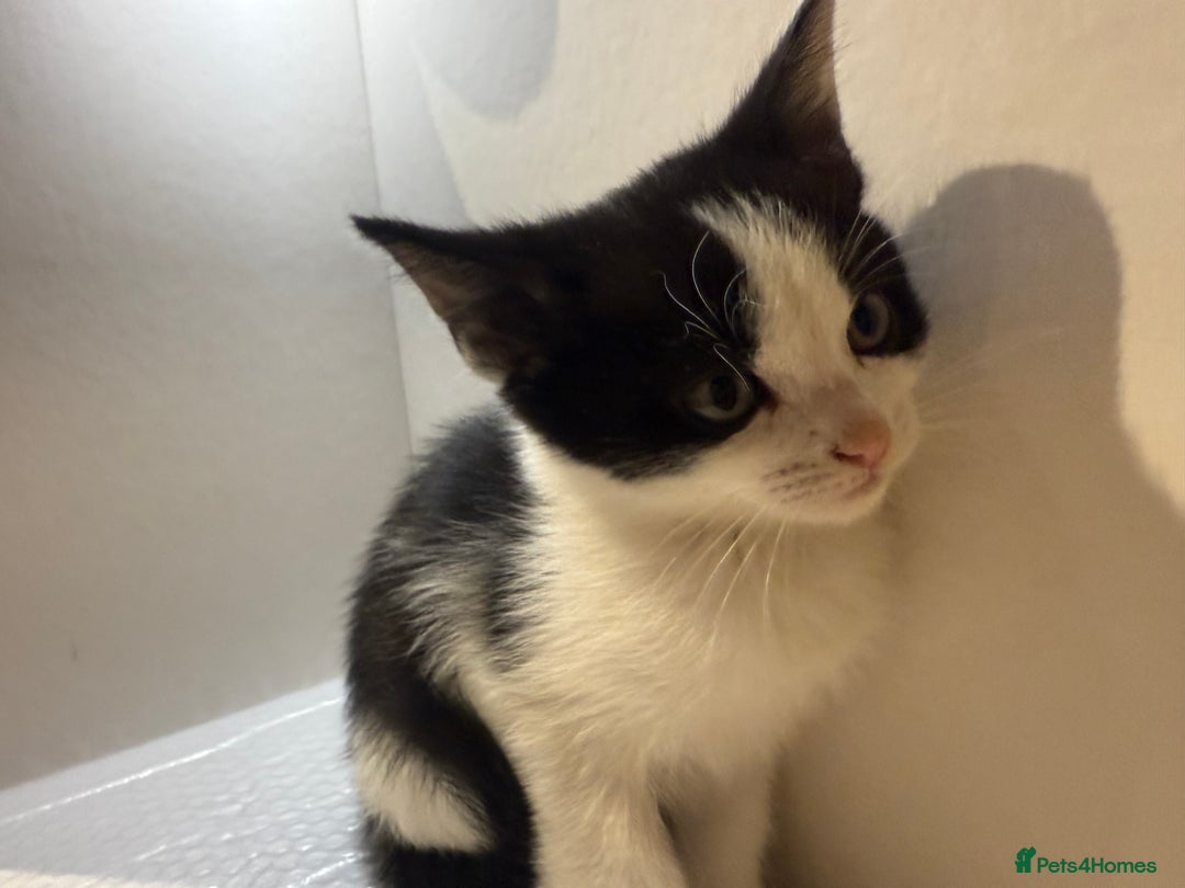 Korat cats for sale: Cute playful kittens ready for their new home 🖤🤍 - Advert 14