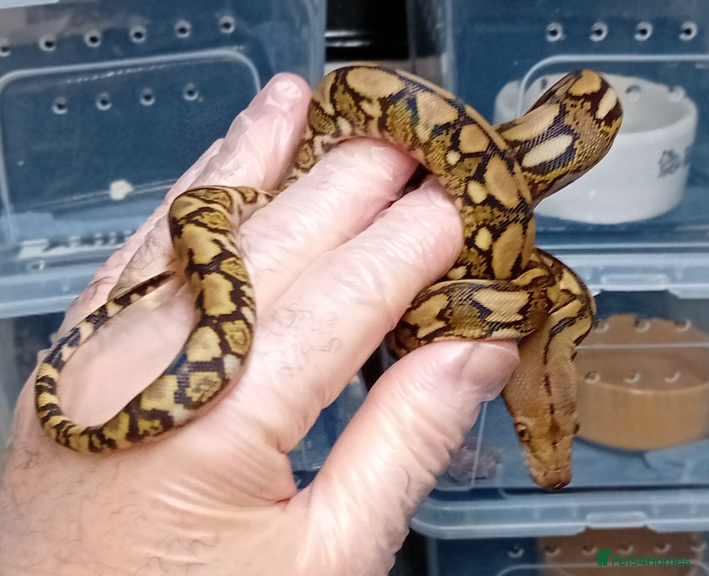 Python Snake reptiles Mayalan Python Motley Tiger  - Advert 3