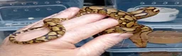 Python Snake reptiles for sale: Mayalan Python Motley Tiger  - Advert 1