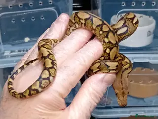 Python Snake reptiles Mayalan Python Motley Tiger - Advert 1