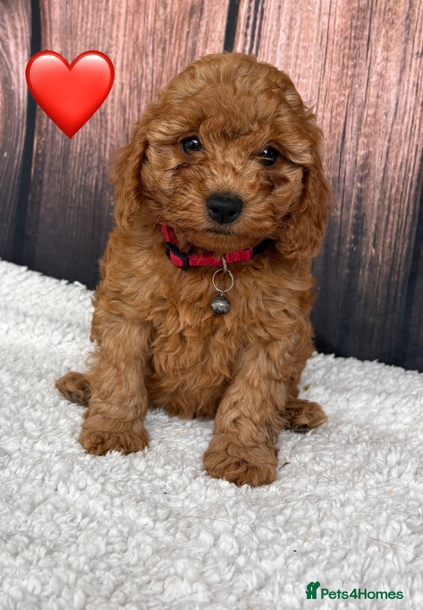 Cockapoo dogs for sale: Miniature Cockapoo puppies for ssle - Advert 7
