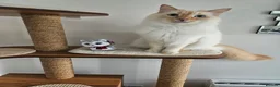 Mixed Breed cats for sale: Leo looking for loving home. in Preston - Advert 5