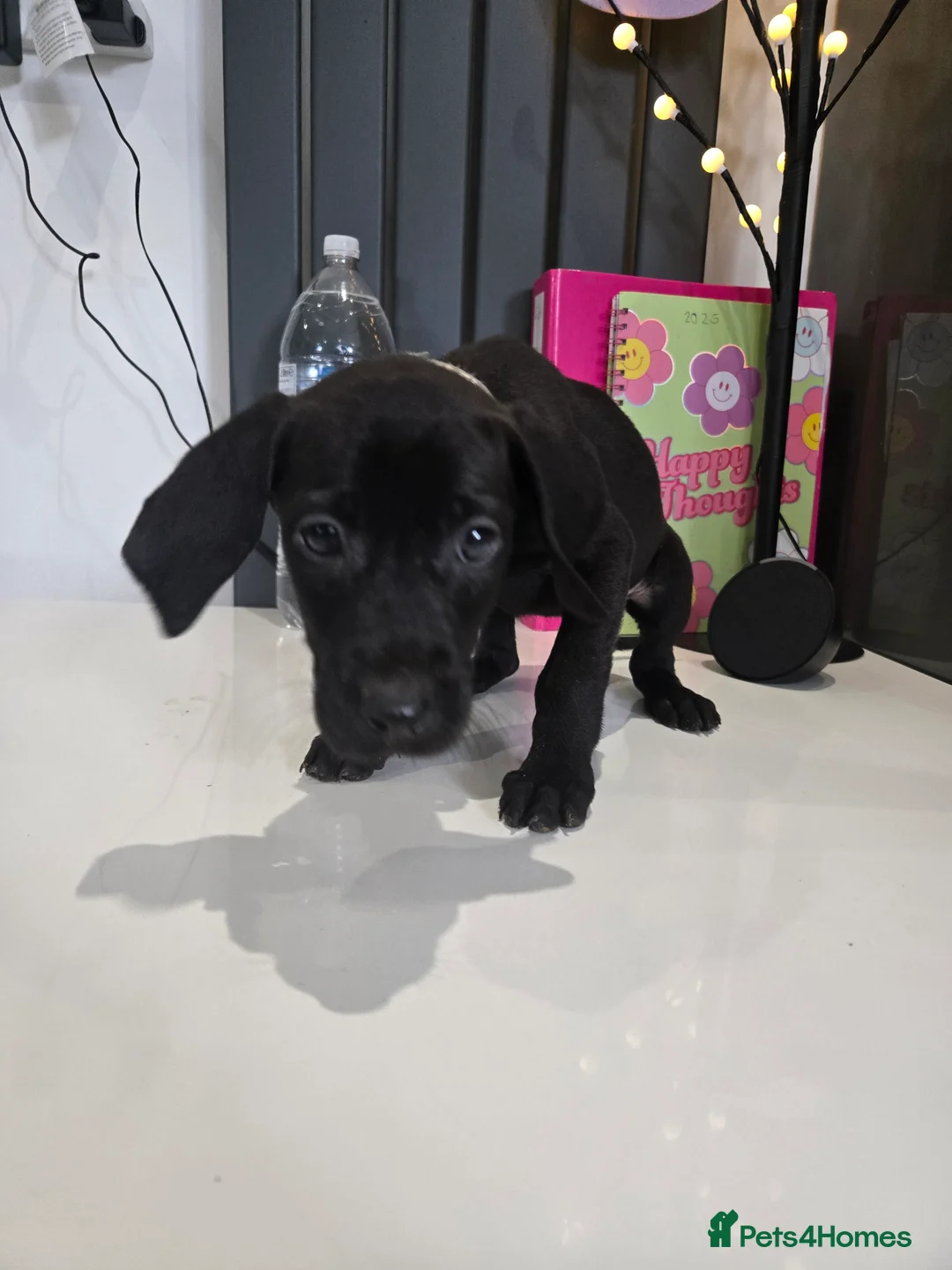 Mixed Breed dogs for sale: Doberman x Weimaraner Cross - Advert 15
