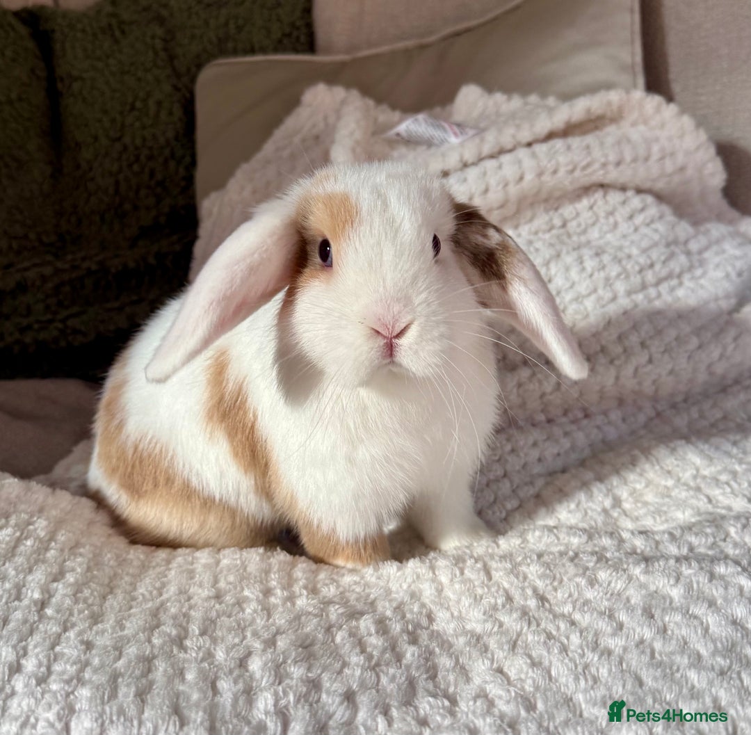 Mini Lop rabbits for sale: 3 x Beautiful Mini Lop Bunnies  - Image 5