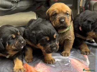 Mixed Breed dogs Boxweilers (Rottweiler x Boxer) - Advert 3