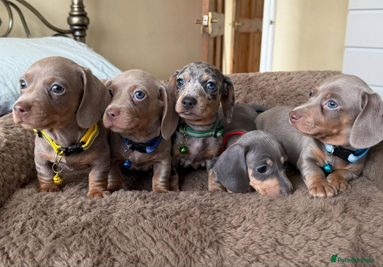 Miniature Dachshund dogs Miniature Dachshund puppies - Advert 17