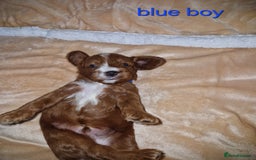 Cavapoo dogs for sale: Beautiful F1 cavapoo puppies - Image 11