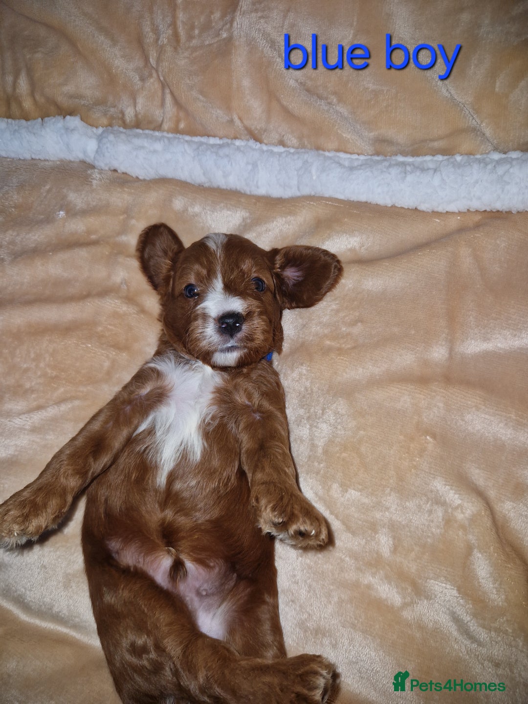Cavapoo dogs for sale: Beautiful F1 cavapoo puppies - Image 11