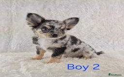 Chihuahua dogs for sale: ❣️Long Coat ❣️ Stunning Quality Chihuahuas  - Image 6
