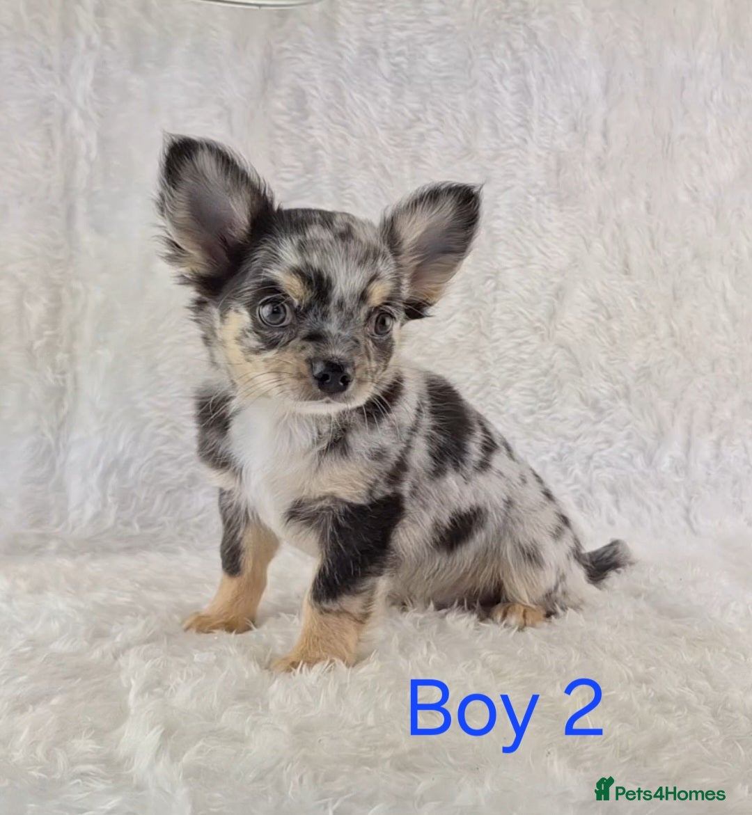 Chihuahua dogs for sale: ❣️Long Coat ❣️ Stunning Quality Chihuahuas  - Image 6