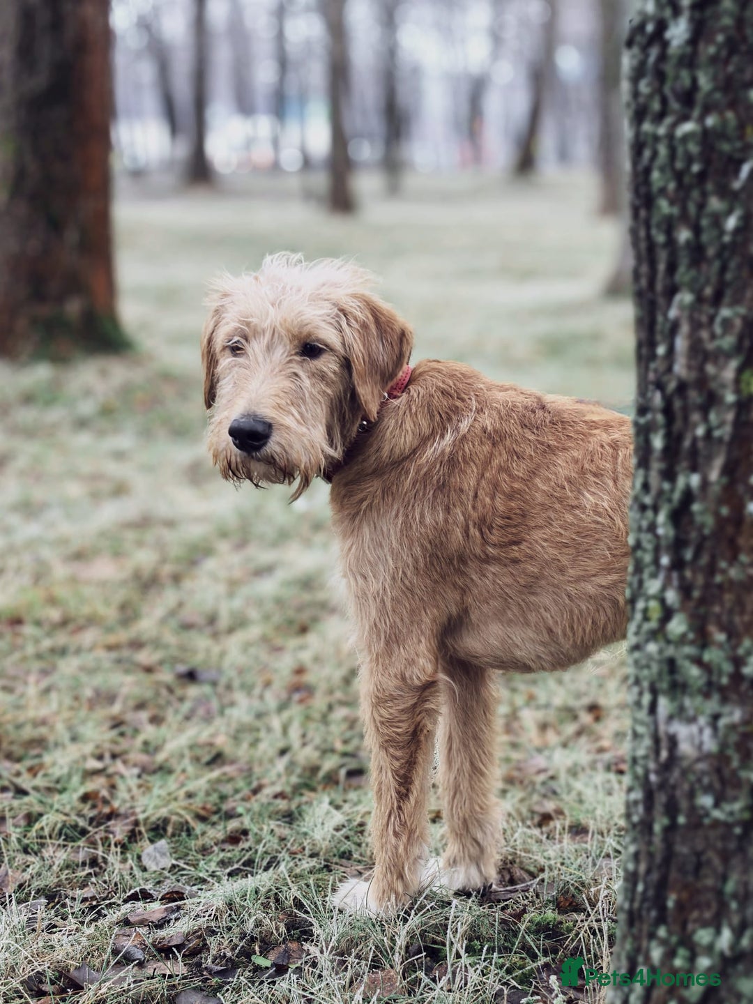 Norfolk Terrier dogs for adoption: LOTTIE – Female Norfolk Terrier - Advert 2