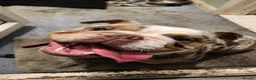 English Bulldog dogs for sale: 3 year old English Bulldog - Advert 2