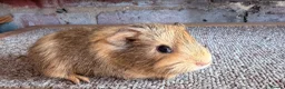 Guinea Pig rodents for sale: Beautiful Buff and Agouti Selfs  - Advert 4