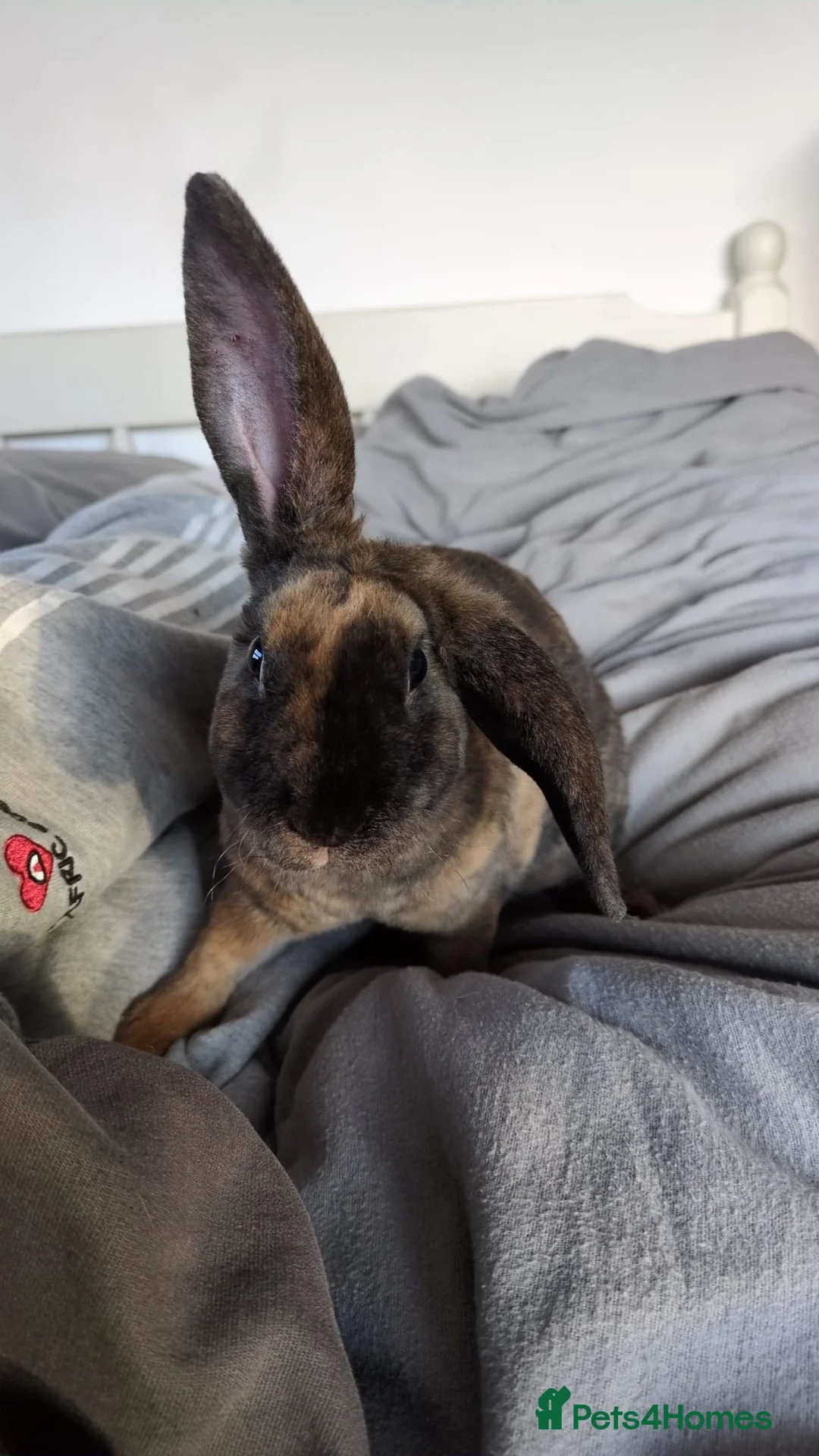 Rex rabbits for sale: 20 week old female tortoiseshell Rex house rabbit. - Advert 1