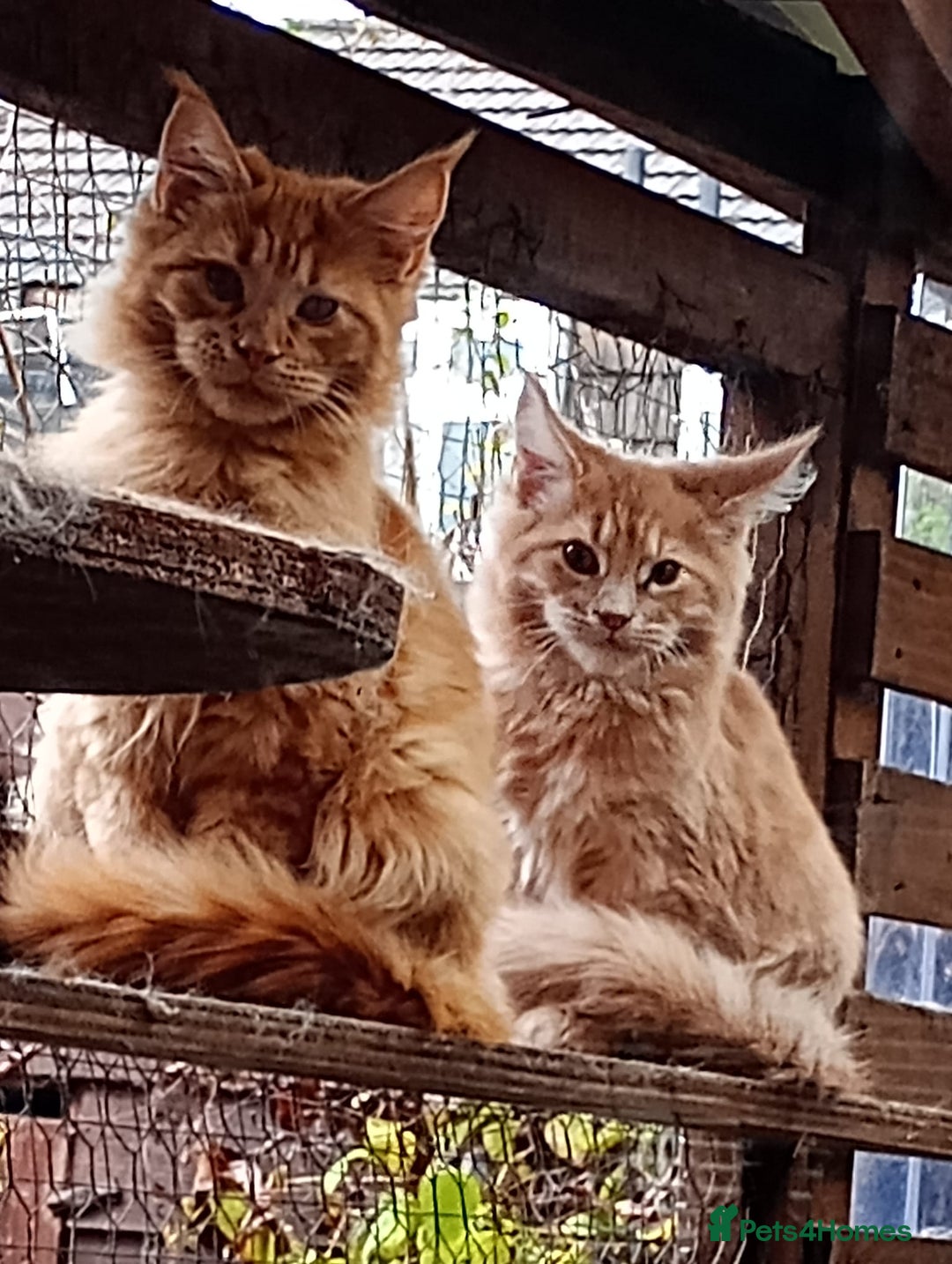 Maine Coon cats for sale: Maine coon  - Advert 1