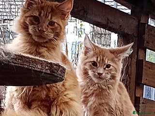 Maine Coon cats Maine coon - Advert 5