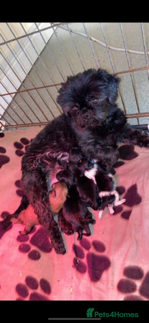 Shih Tzu dogs Two boys available  - Advert 3