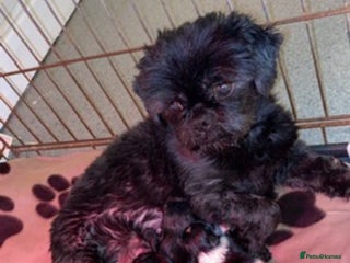 Shih Tzu dogs Two boys available - Advert 2