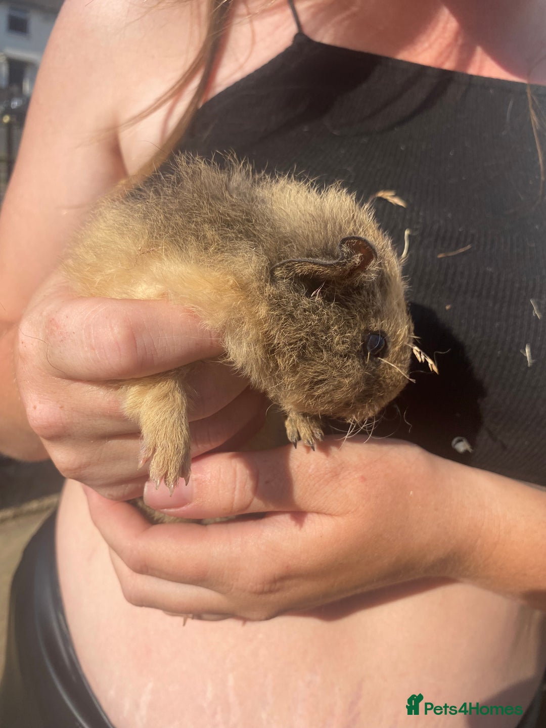 Guinea Pig rodents for sale: beautiful baby guinea pigs - Image 4