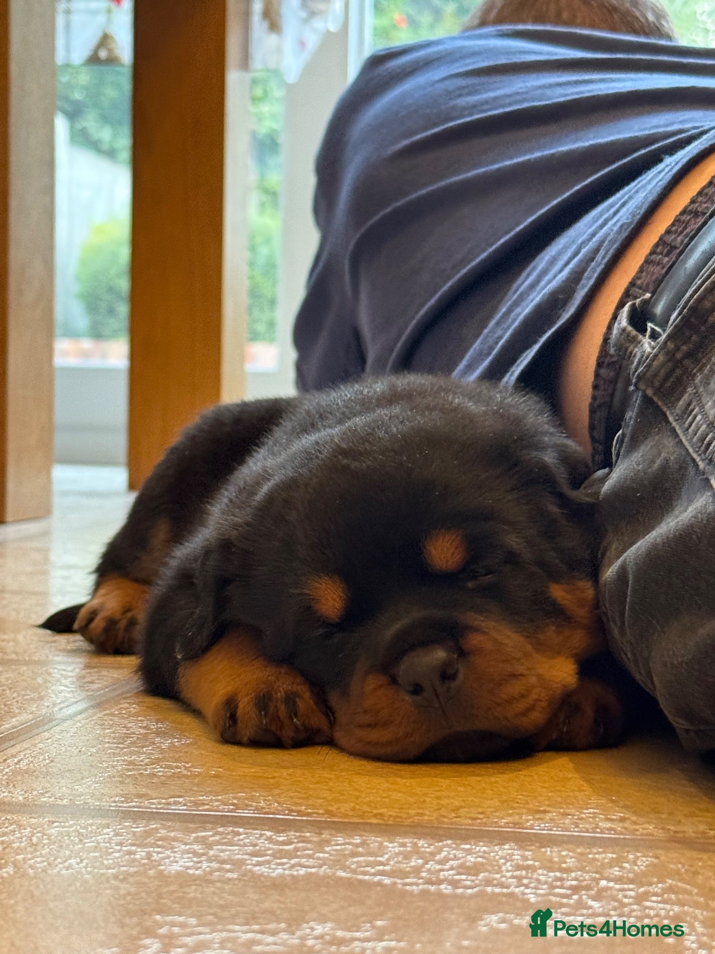Rottweiler dogs KC Registered Rottweiler Puppies - Advert 2