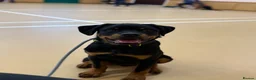 Rottweiler dogs for sale: 6month old Rottweiler puppy  - Advert 6