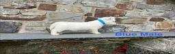 West Highland Terrier dogs for sale: Beautiful Westie Puppies  - Advert 10