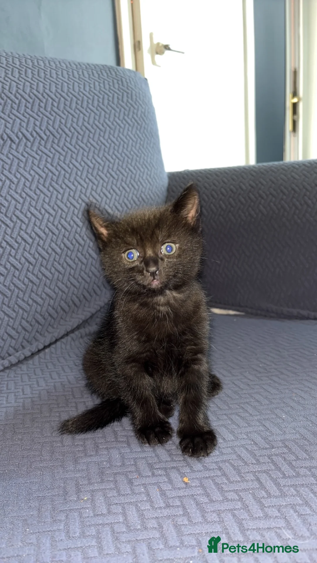 Mixed Breed cats for sale: Russian blue X domestic shorthair X Bombay  - Advert 4