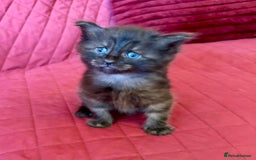Maine Coon cats for sale: Maine coon kittens - Image 12