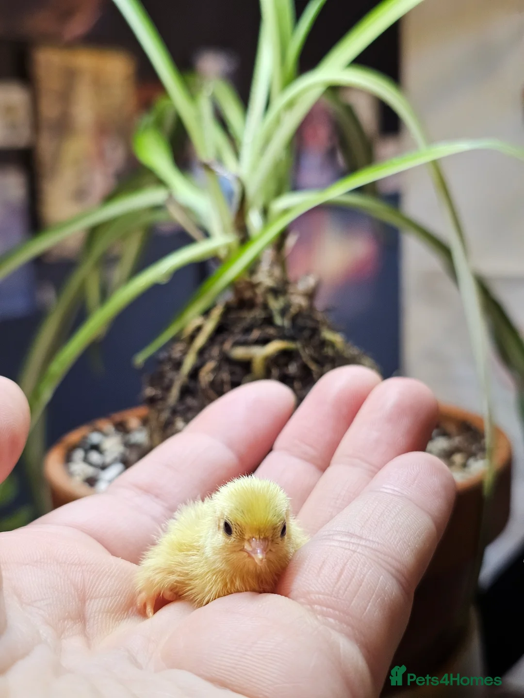 Quail poultry for sale: Chinese Painted Quail - Advert 8