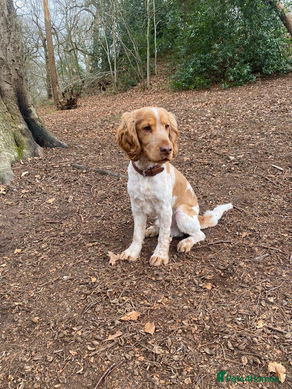 Cocker Spaniel dogs KC Reg Show Cocker Spaniel- Extensively DNA tested in Warrington - Advert 6