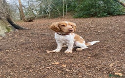 Cocker Spaniel dogs for stud: KC Reg Show Cocker Spaniel- Extensively DNA tested in Warrington - Image 1