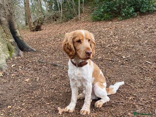 Cocker Spaniel dogs KC Reg Show Cocker Spaniel- Extensively DNA tested in Warrington - Advert 1