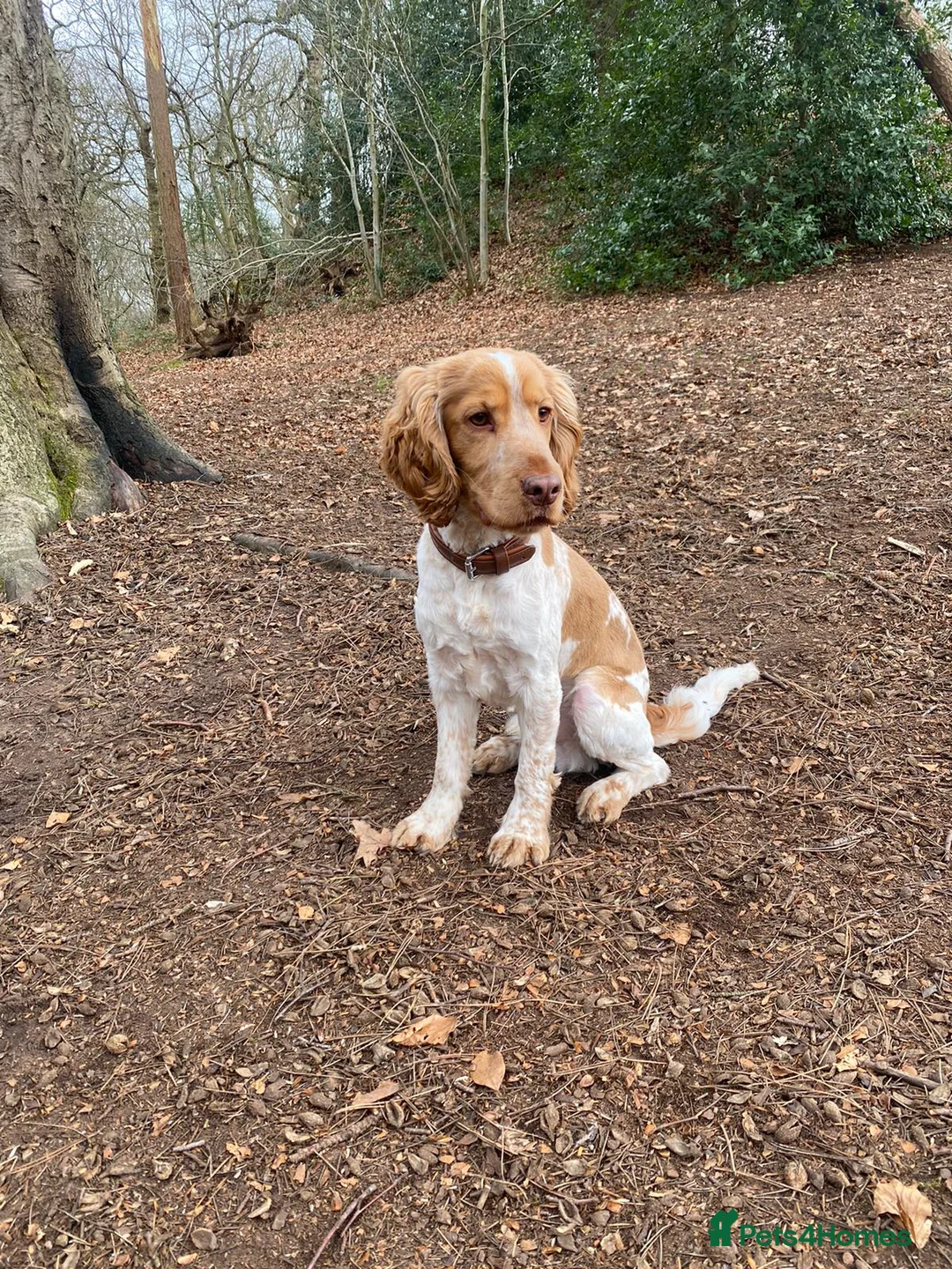 Cocker Spaniel dogs for stud: KC Reg Show Cocker Spaniel- Extensively DNA tested in Warrington - Advert 3