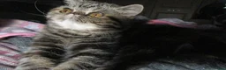 Exotic cats for sale:  Beautiful Exotic female kittens Ready now - Advert 8