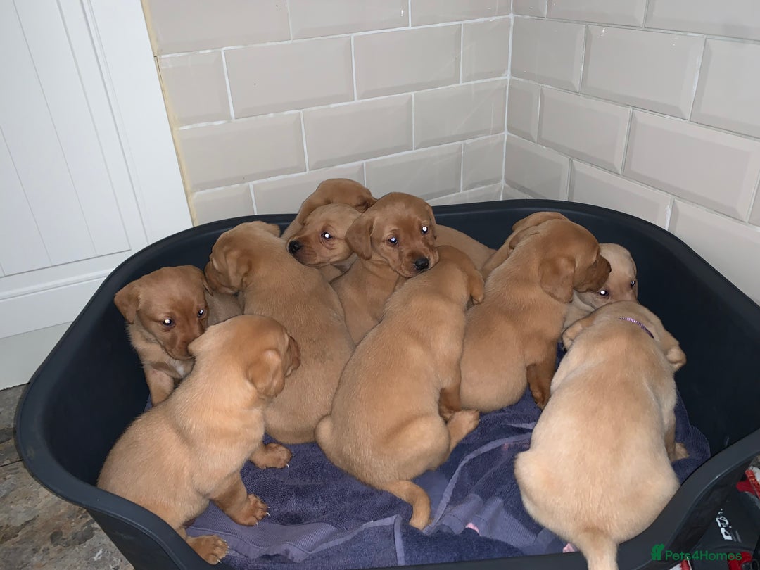Labrador Retriever dogs for sale: Kc registered Labrador 5 star homes only  - Advert 5