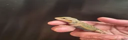 Bearded Dragon reptiles for sale: Baby bearded dragons  - Advert 5