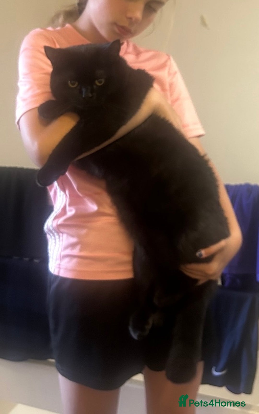 British Shorthair cats for sale: BEAUTIFUL BRITISH SHORTHAIR KITTENS  - Image 6