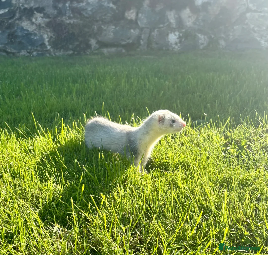 Ferret rodents for sale: Ferrets  - Advert 2