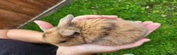Mini Lop rabbits for sale: Beautiful mini lops - Advert 33