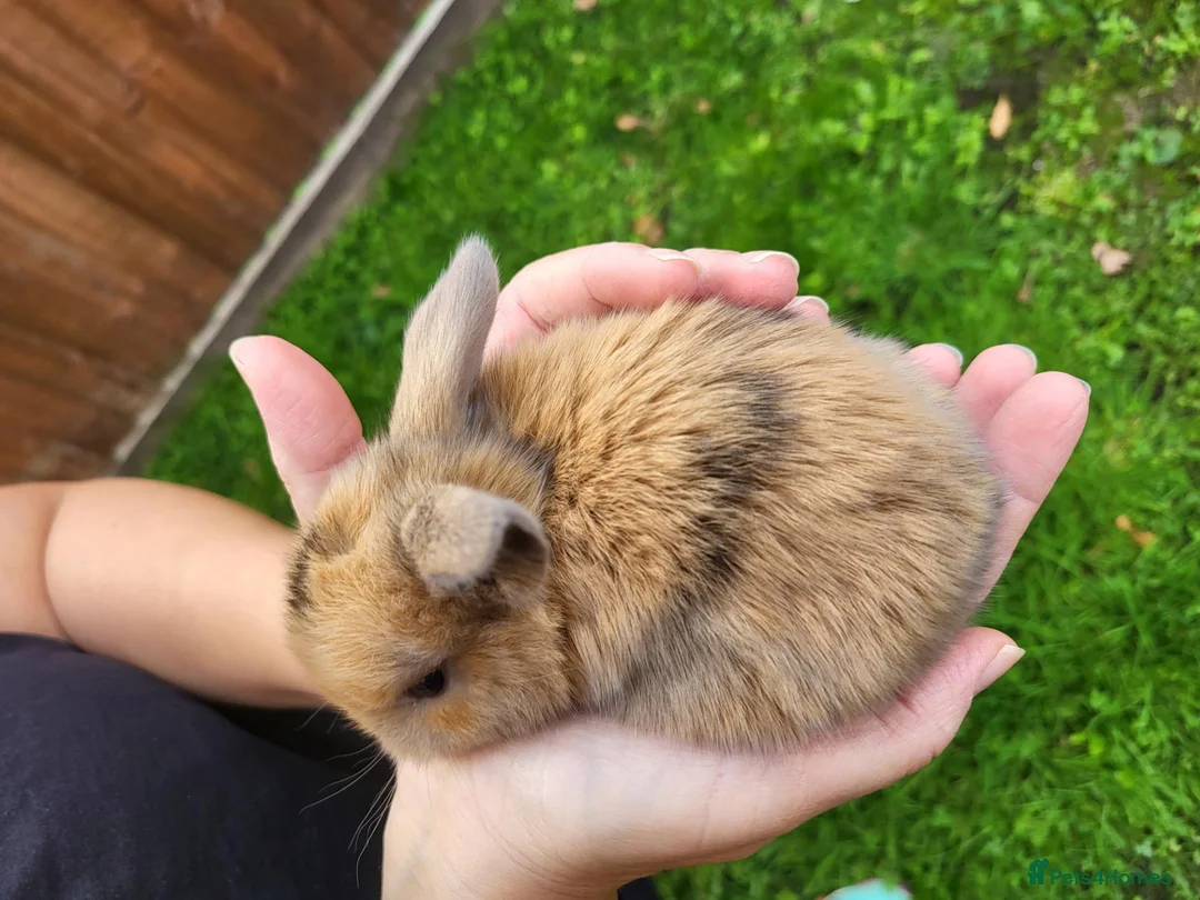Mini Lop rabbits for sale: Beautiful mini lops - Advert 33
