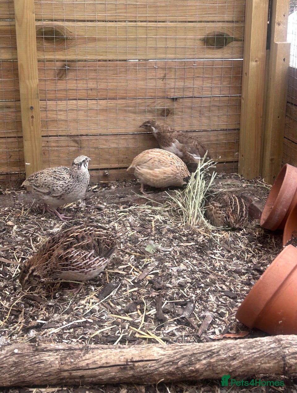 Quail poultry for sale: California quail hatching eggs and coturnix quail  - Advert 8