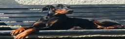 Dobermann dogs for sale: Naturally Bred Dobermann Puppies for Sale in Liverpool - Advert 14