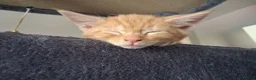 Maine Coon cats for sale: 4 maincoon babies  - Advert 37