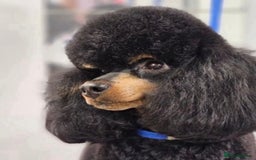 Schnoodle dogs for sale: F1 Puppy schnoodles - Image 16