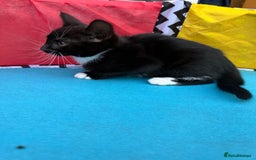 Domestic Shorthair cats for sale: Kittens for Sale - Image 6