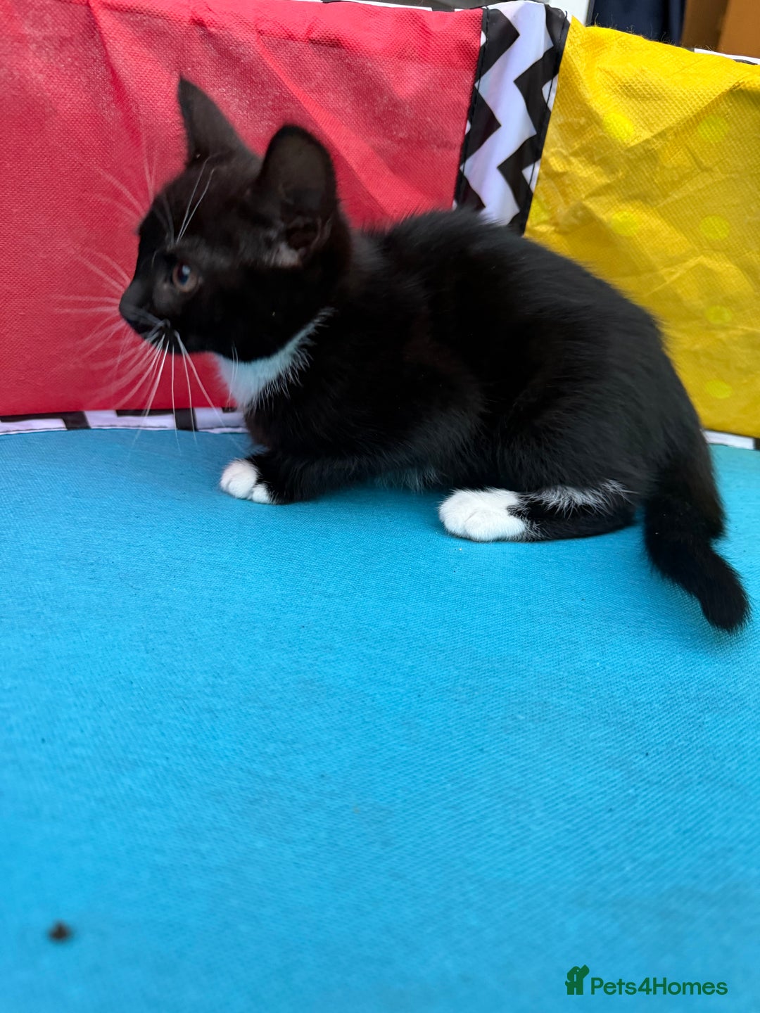 Domestic Shorthair cats for sale: Kittens for Sale - Image 6