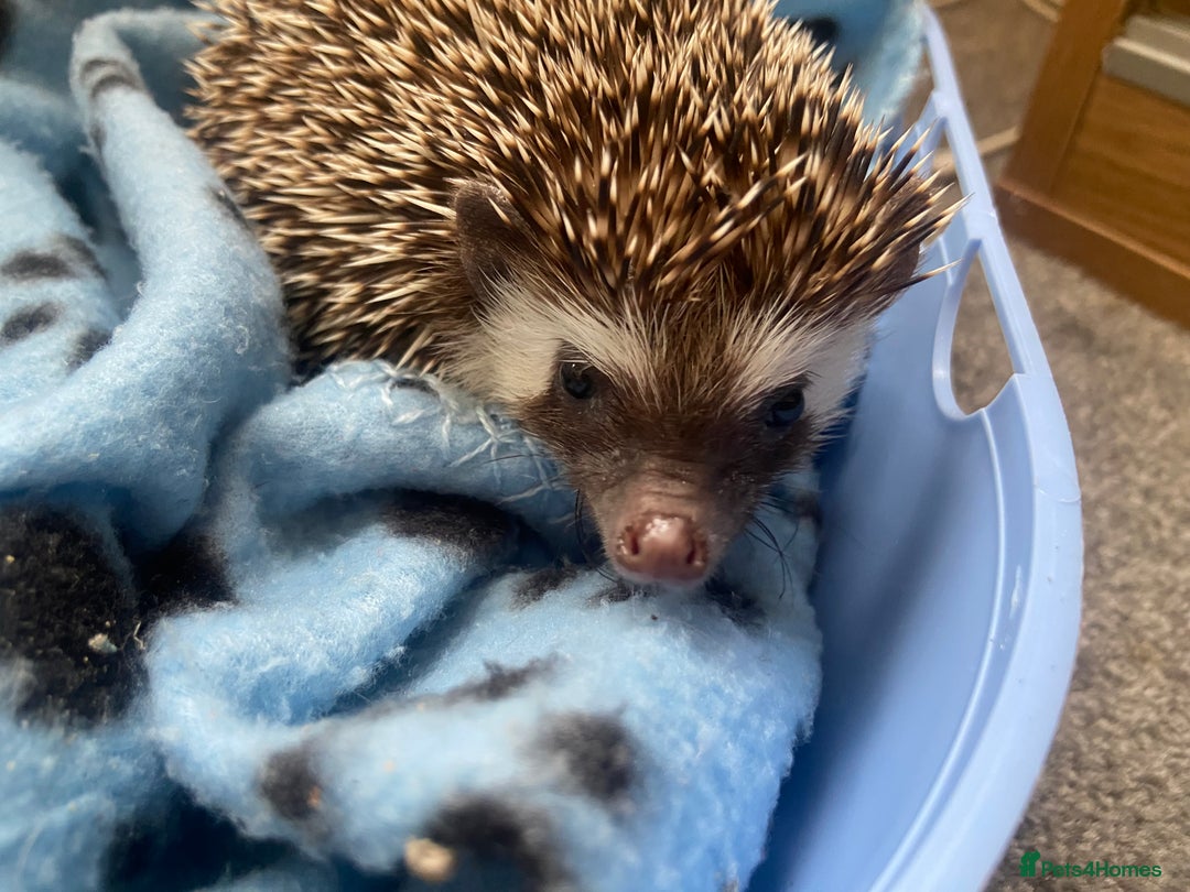 Pygmy Hedgehog rodents for sale: Pygmy Hedgehogs Available - Image 4