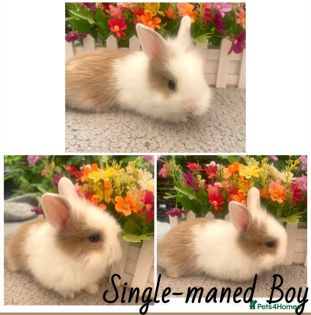 Lionhead rabbits for sale: Lovely Lionhead Babies - Advert 2