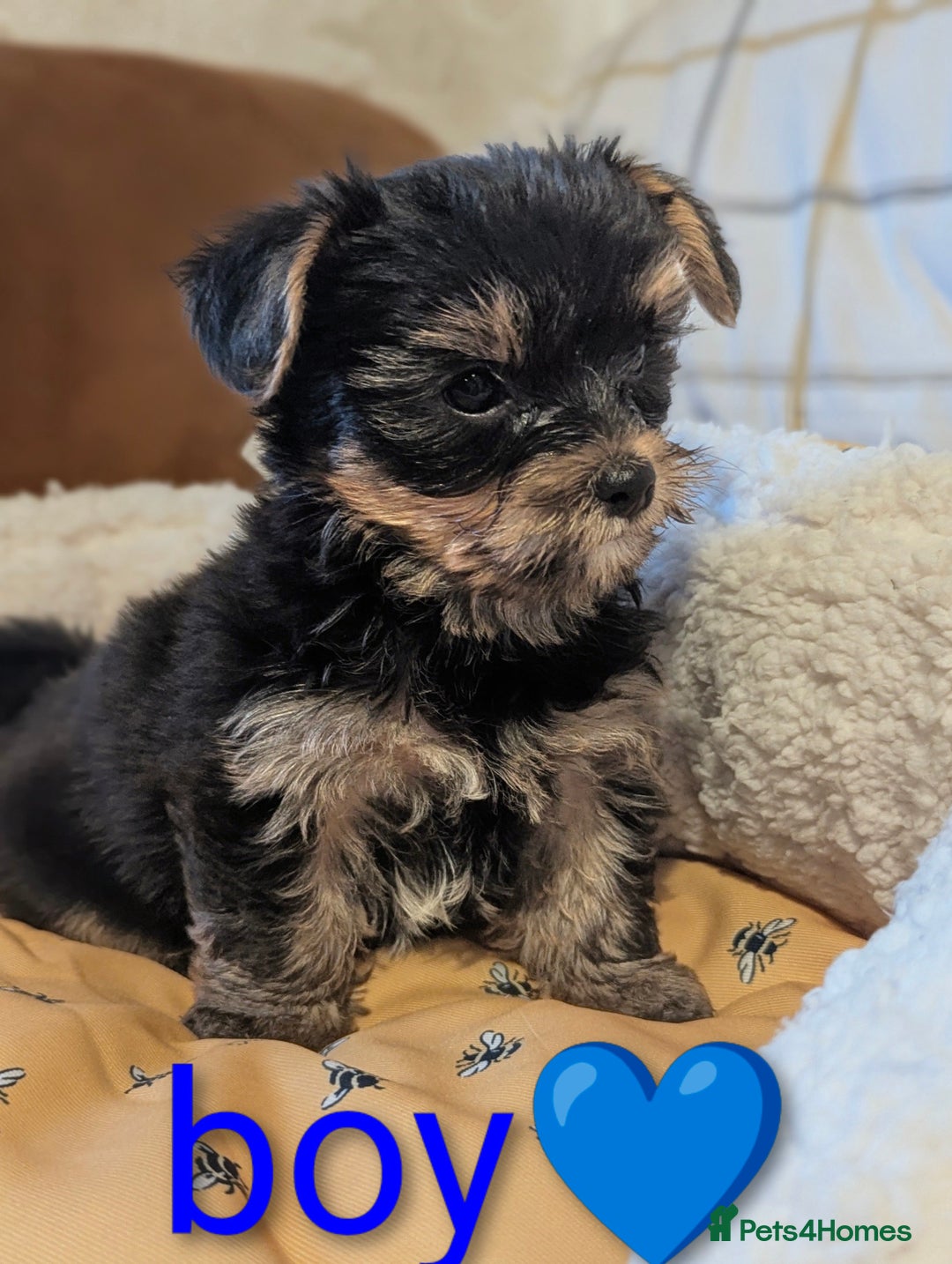 Yorkshire Terrier dogs for sale: Adorable Yorkshire terrier puppy available  - Advert 30